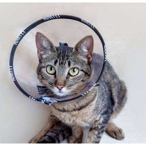 Colar Elizabetano Nina Pet para Gatos - Tamanho 1 Colar Elizabetano para Gatos Tamanho 01 - Nina Pet Colar Elizabetano Nina Pet para Gatos - Tamanho 1 Colar Elizabetano para Gatos Tamanho 01 - Nina Pet