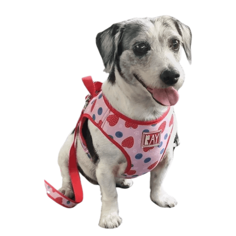 Peitoral Print + Guia Blueberry Pink M Peitoral Print + Guia Blueberry Pink M